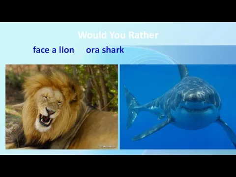 Would You Rather face a lion or a shark