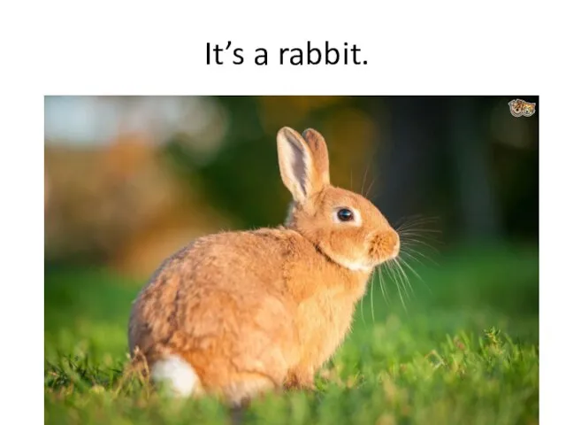 It’s a rabbit.