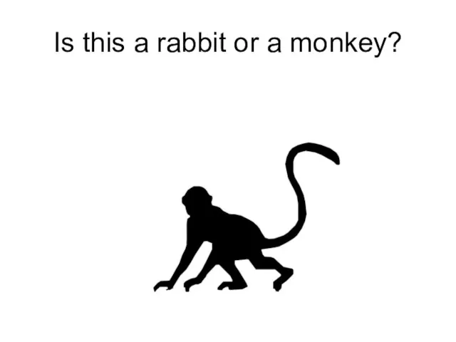 Is this a rabbit or a monkey?