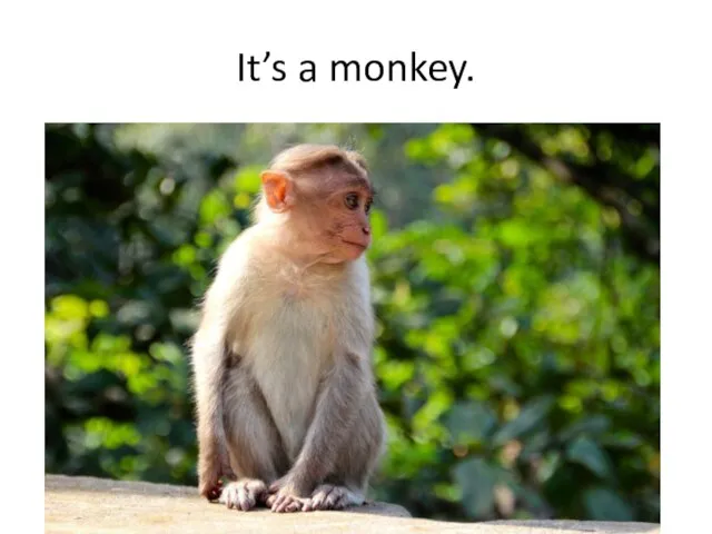 It’s a monkey.
