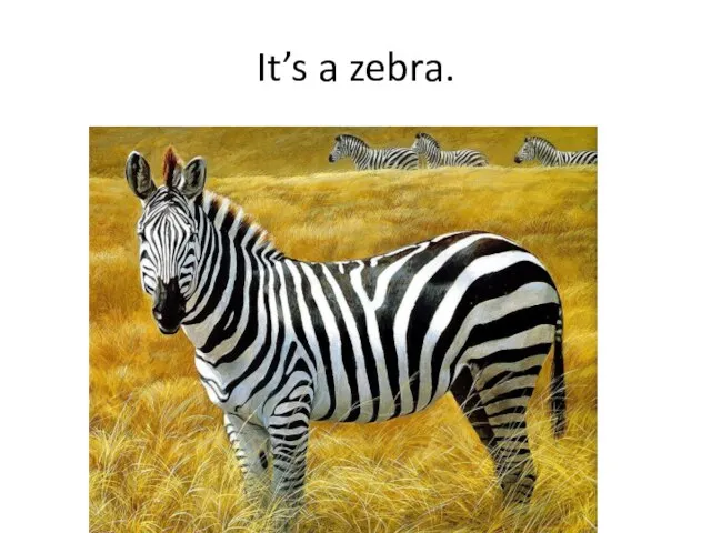 It’s a zebra.