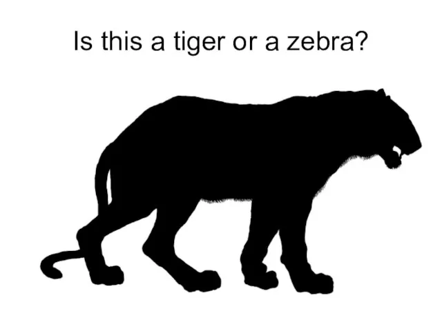 Is this a tiger or a zebra?