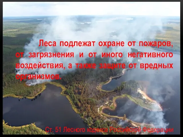 Леса подлежат охране от пожаров, от загрязнения и от иного негативного воздействия,