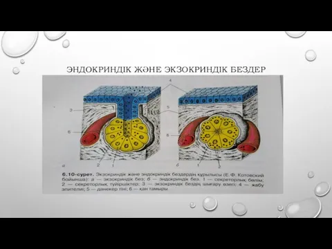 ЭНДОКРИНДІК ЖӘНЕ ЭКЗОКРИНДІК БЕЗДЕР
