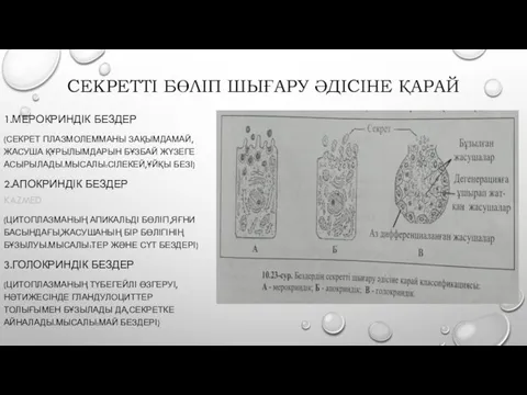 СЕКРЕТТІ БӨЛІП ШЫҒАРУ ӘДІСІНЕ ҚАРАЙ 1.МЕРОКРИНДІК БЕЗДЕР (СЕКРЕТ ПЛАЗМОЛЕММАНЫ ЗАҚЫМДАМАЙ,ЖАСУША ҚҰРЫЛЫМДАРЫН БҰЗБАЙ