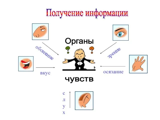 Получение информации Органы чувств обоняние зрение осязание слух вкус