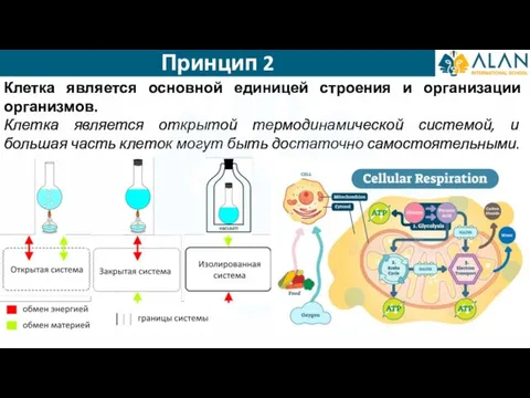 Принцип 2 Клетка является основной единицей строения и организации организмов. Клетка является