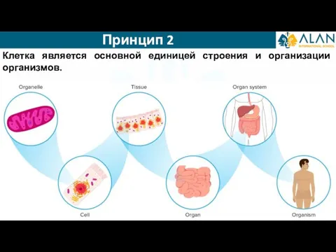 Принцип 2 Клетка является основной единицей строения и организации организмов.