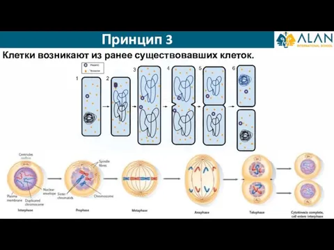 Принцип 3 Клетки возникают из ранее существовавших клеток.