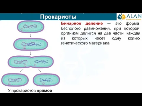 Прямое деление (бинарное). Прокариоты У прокариотов прямое деление Бинарное деление — это