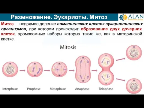 Размножение. Эукариоты. Митоз Митоз — непрямое деление соматических клеток эукариотических организмов, при
