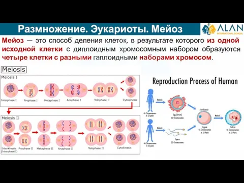 Размножение. Эукариоты. Мейоз Мейоз — это способ деления клеток, в результате которого