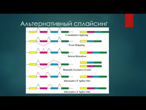 Альтернативный сплайсинг