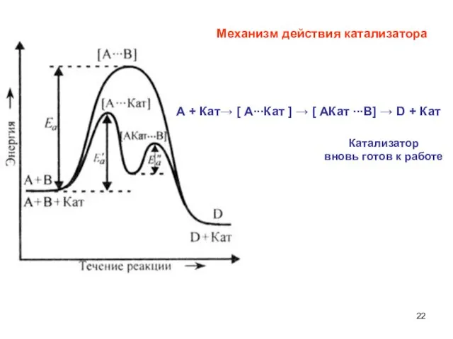 Катализатор вновь готов к работе Механизм действия катализатора А + Кат→ [