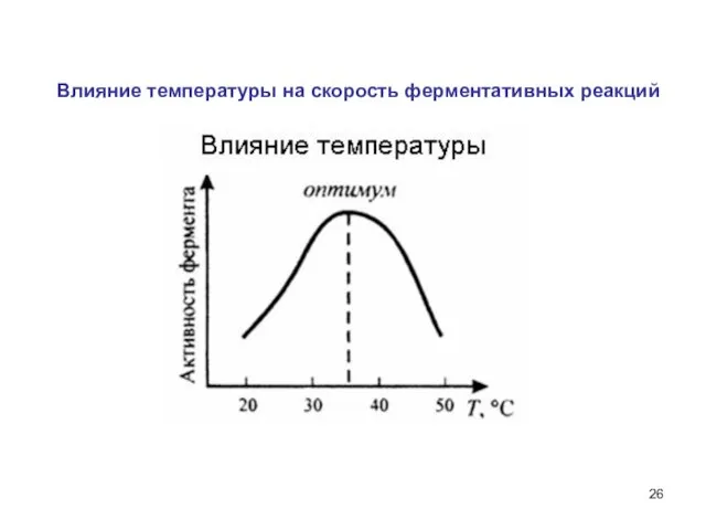 Влияние температуры на скорость ферментативных реакций