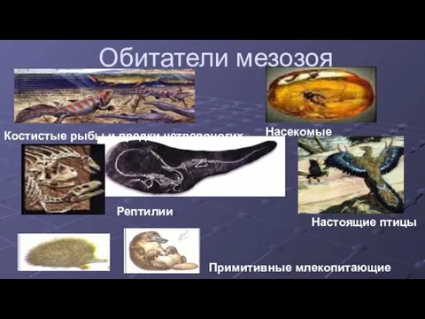 Обитатели мезозоя Костистые рыбы и предки четвероногих Насекомые Рептилии Настоящие птицы Примитивные млекопитающие