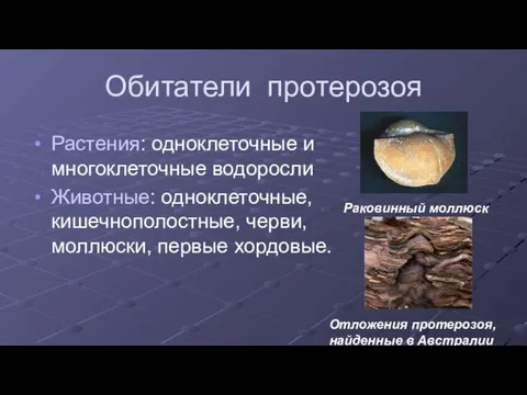 Обитатели протерозоя Растения: одноклеточные и многоклеточные водоросли Животные: одноклеточные, кишечнополостные, черви, моллюски,