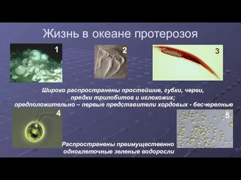Жизнь в океане протерозоя Широко распространены простейшие, губки, черви, предки трилобитов и