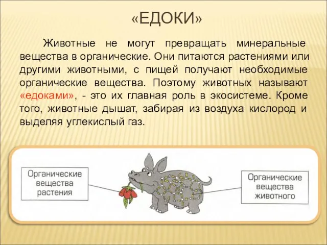 Животные не могут превращать минеральные вещества в органические. Они питаются растениями или