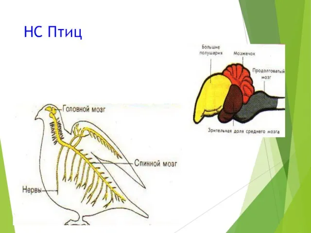 НС Птиц