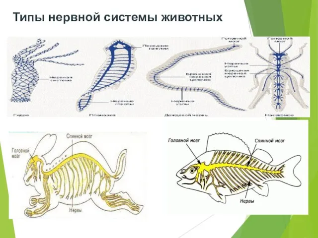 Типы нервной системы животных