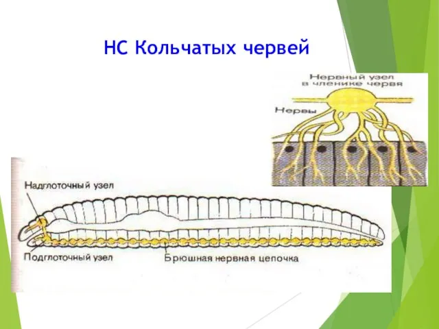 НС Кольчатых червей