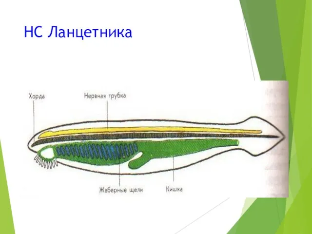 НС Ланцетника