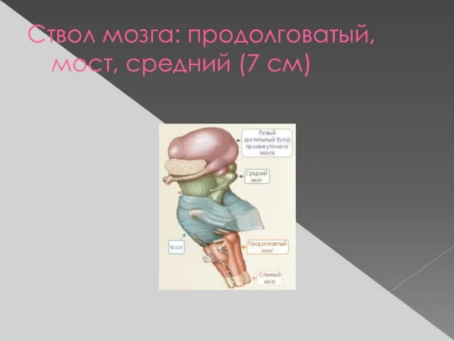 Ствол мозга: продолговатый, мост, средний (7 см)