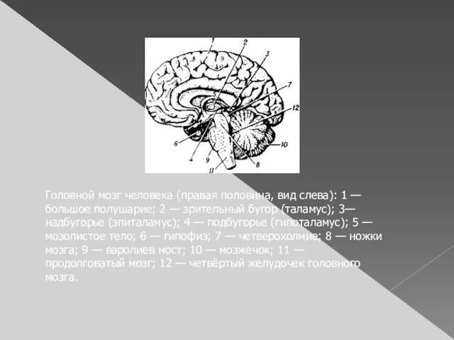 Головной мозг человека (правая половина, вид слева): 1 — большое полушарие; 2