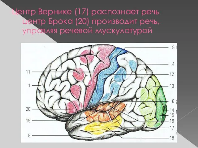 Центр Вернике (17) распознает речь центр Брока (20) производит речь, управляя речевой мускулатурой