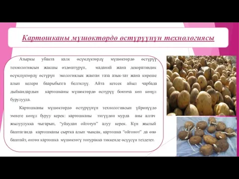 Азыркы убакта калк өсүмдүктөрдү мүшөктөрдө өстүрүү технологиясын жакшы өздөштүрүп, маданий жана декоративдик