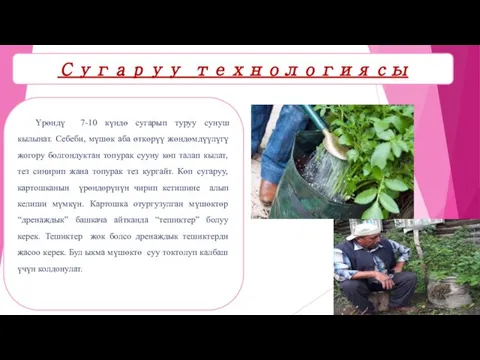 Үрөндү 7-10 күндө сугарып туруу сунуш кылынат. Себеби, мүшөк аба өткөрүү жөндөмдүүлүгү