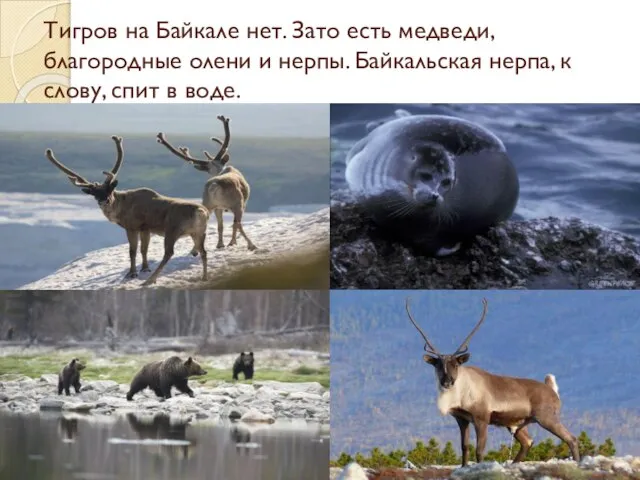 Тигров на Байкале нет. Зато есть медведи, благородные олени и нерпы. Байкальская