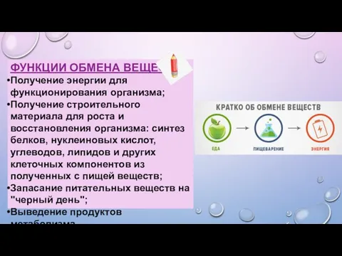 ФУНКЦИИ ОБМЕНА ВЕЩЕСТВ Получение энергии для функционирования организма; Получение строительного материала для