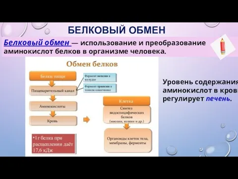 БЕЛКОВЫЙ ОБМЕН Белковый обмен — использование и преобразование аминокислот белков в организме