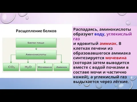 Распадаясь, аминокислоты образуют воду, углекислый газ и ядовитый аммиак. В клетках печени