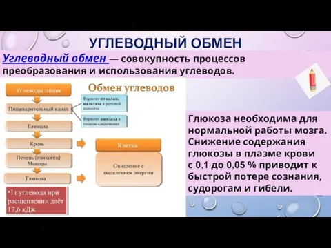 УГЛЕВОДНЫЙ ОБМЕН Углеводный обмен — совокупность процессов преобразования и использования углеводов. Глюкоза