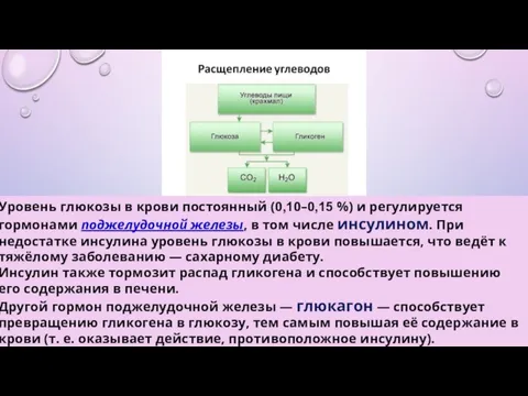 Уровень глюкозы в крови постоянный (0,10–0,15 %) и регулируется гормонами поджелудочной железы,