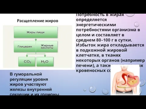 В гуморальной регуляции уровня жиров участвуют железы внутренней секреции и их гормоны.