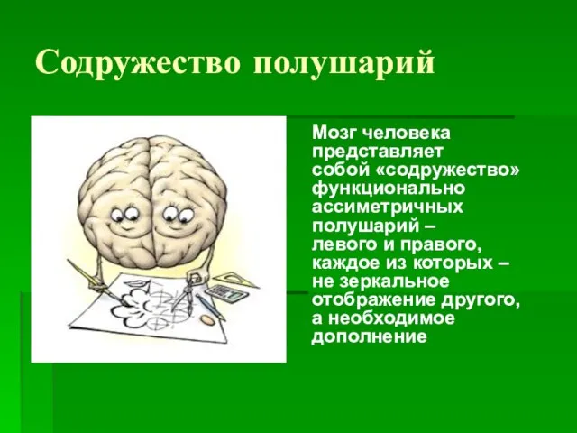 Содружество полушарий Мозг человека представляет собой «содружество» функционально ассиметричных полушарий – левого