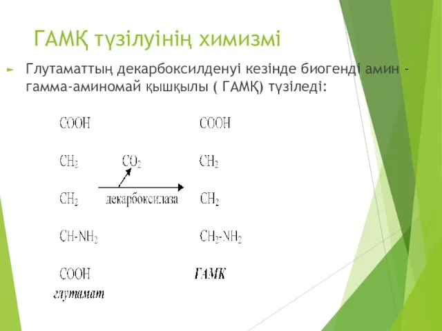 ГАМҚ түзілуінің химизмі Глутаматтың декарбоксилденуі кезінде биогенді амин - гамма-аминомай қышқылы ( ГАМҚ) түзіледі: