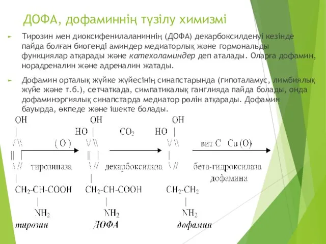 ДОФА, дофаминнің түзілу химизмі Тирозин мен диоксифенилаланиннің (ДОФА) декарбоксилденуі кезінде пайда болған