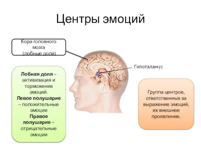 Центры эмоций Кора головного мозга (лобные доли) Лобная доля – активизация и