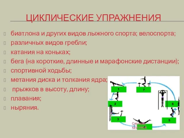 ЦИКЛИЧЕСКИЕ УПРАЖНЕНИЯ биатлона и других видов лыжного спорта; велоспорта; различных видов гребли;