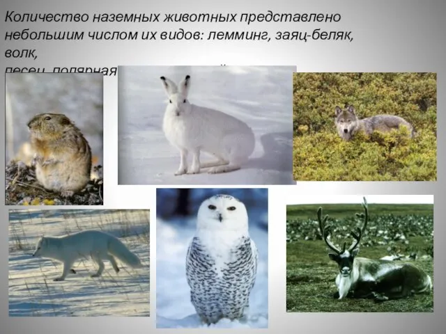 Количество наземных животных представлено небольшим числом их видов: лемминг, заяц-беляк, волк, песец, полярная сова, северный олень.