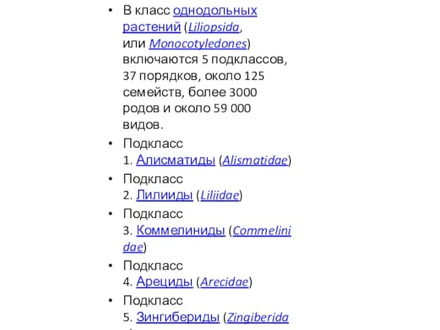 В класс однодольных растений (Liliopsida, или Monocotyledones) включаются 5 подклассов, 37 порядков,