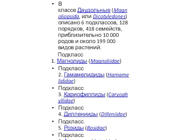 В классе Двудольные (Magnoliopsida, или Dicotyledones) описано 6 подклассов, 128 порядков, 418