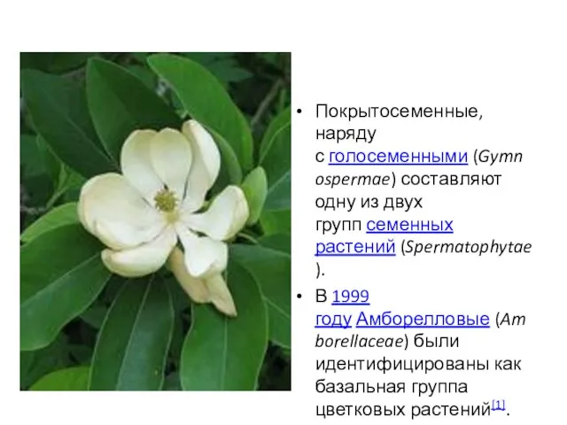 Покрытосеменные, наряду с голосеменными (Gymnospermae) составляют одну из двух групп семенных растений