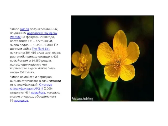 Число видов покрытосеменных, по данным Angiosperm Phylogeny Website на февраль 2010 года,