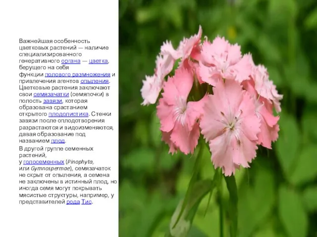 Важнейшая особенность цветковых растений — наличие специализированного генеративного органа — цветка, берущего